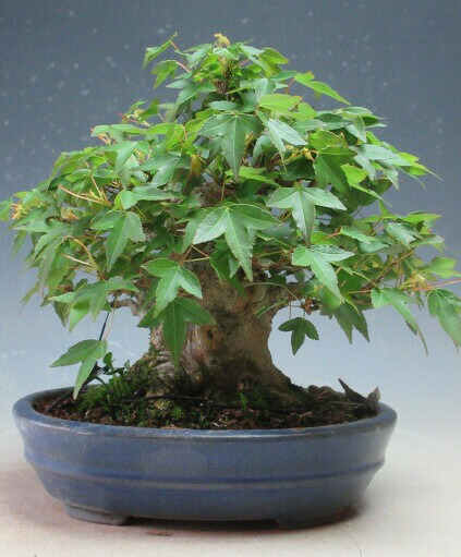 楽天市場】盆栽 楓 かえで 樹齢50年 一点もの 現品お届け 無料