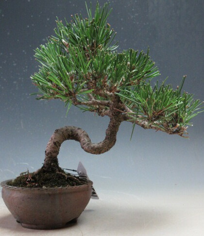 楽天市場】盆栽 ：米栂 *現品 一点物 こめつが コメツガ Kometsuga
