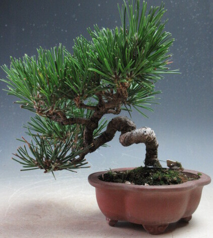 楽天市場】【千寿盆栽】 盆栽 BONSAI 松の木（黒松：クロマツ
