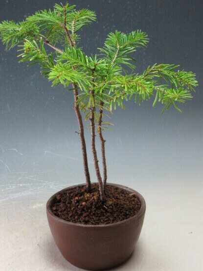 楽天市場】ミニ盆栽 エゾマツ（蝦夷松）（白芽八房）【北海道・沖縄