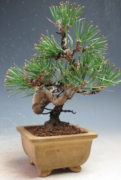 楽天市場】盆栽 ：米栂 *現品 一点物 こめつが コメツガ Kometsuga