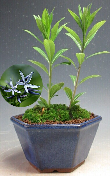 楽天市場】【送料無料】夏の山野草 桃色テンナンショウ キャンディディ