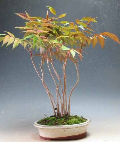 楽天市場】盆栽 ハゼの寄せ植え盆栽【現品】 : 山野草と盆栽の専門店