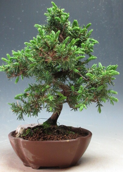 楽天市場】ミニ盆栽 八房杜松/トショウ【現品】 : 山野草と盆栽の専門