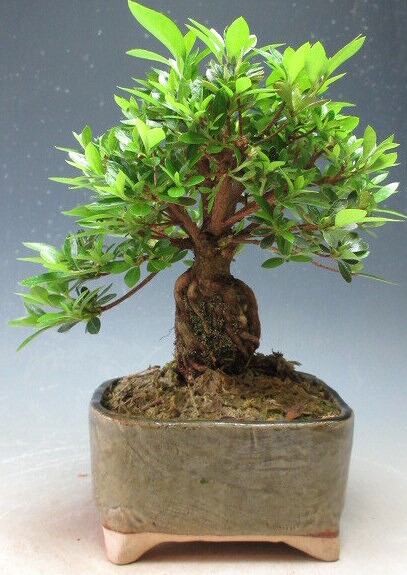 皐月盆栽「金采」 さつき盆栽【金采】皐月盆栽 - メルカリ