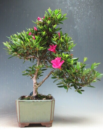 楽天市場】盆栽 皐月（サツキ）（星の輝）の鉢植え【現品】開花