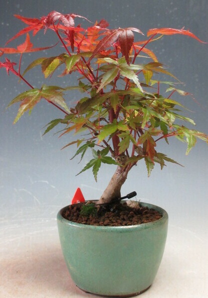 竜神蔦 楽天市場】盆栽 竜神蔦/リュウジンヅタのミニ盆栽【現品】 : 山