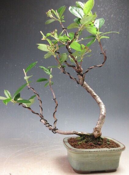 楽天市場】盆栽：熊柳 現品*☆特典付き☆くまやなぎ クマヤナギ