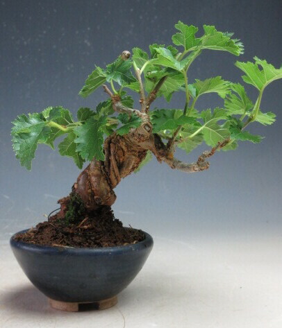 楽天市場】盆栽 姫桑（売約済） : 盆栽専門店 三浦培樹園