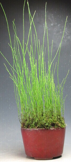 初夏～夏の山野草　水トクサの鉢植え【現品】
