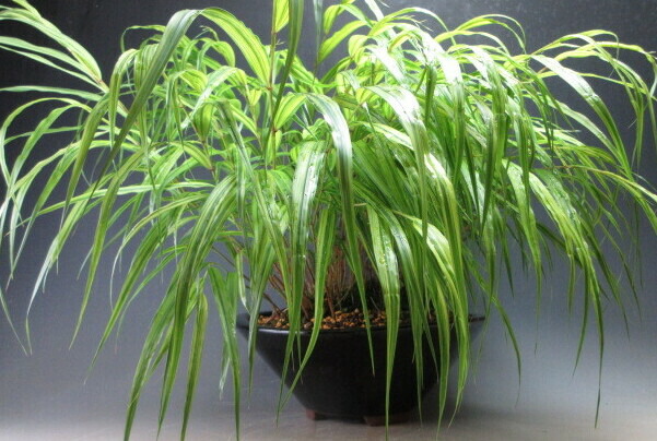 楽天市場】山野草 斑入り風知草の鉢植え盆栽（特大） : 山野草と盆栽の