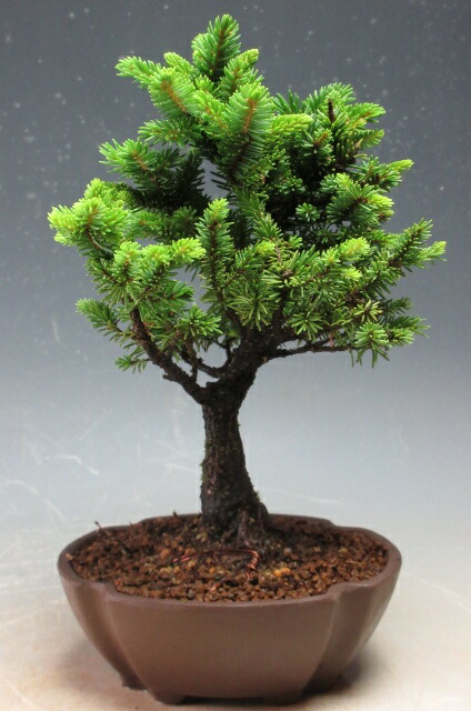 蝦夷松　(八房)　[石付き模様木]　大品盆栽 蝦夷松 (八房) [石付き模様木] 大品盆栽
