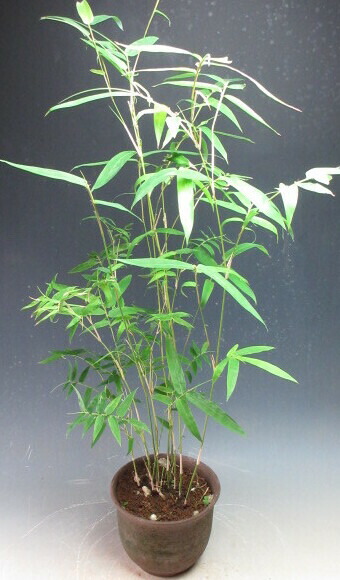 金明布袋竹　キンメイホテイチク キンメイホテイチク (Phyllostachys aurea f. koi)