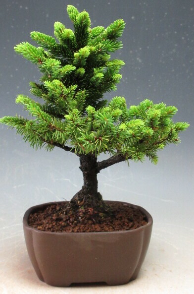 楽天市場】盆栽 特選：特選白芽八房蝦夷松* 現品 えぞまつ エゾマツ