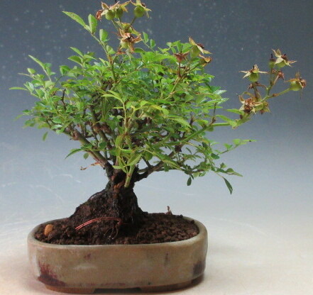 樹高3.5㎝極太　箱根サンショウバラ　薔薇　豆　ミニ　盆栽　真柏　黒松　五葉松 樹高3.5㎝極太 箱根サンショウバラ 薔薇 豆 ミニ 盆栽 真柏 黒松