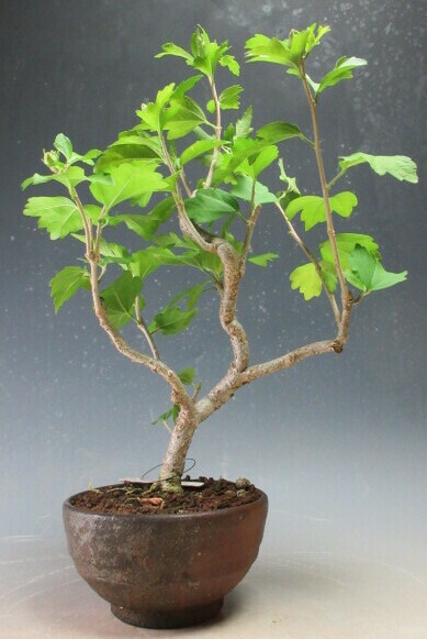 花芽付き！八重咲ムクゲ（紫玉）の鉢植え（中）【現品】2025夏開花予定