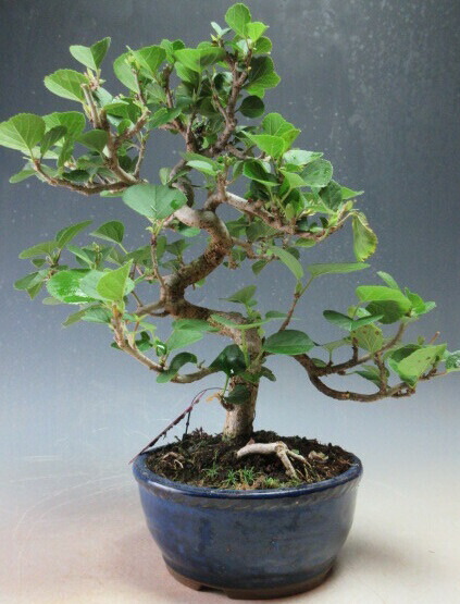 楽天市場】矮性オオハマボウ（ユウナ）5寸鉢植え 苗 苗木 : 日本花卉