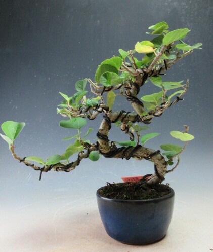 ✨✨✨オオハマボウ【麗イボ系◎珊瑚山形】検/ユウナ/美株品 楽天市場】【鉢植え】オオハマボウ（ユウナ） 苗 苗木 : 日本