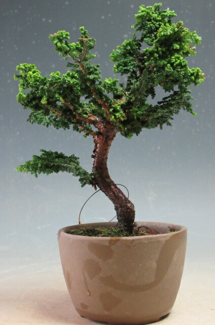 楽天市場】盆栽素材 石化ヒノキ（セッカヒノキ） 4号（12cm） : 石田