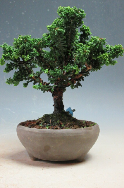 楽天市場】苗：初雪石化桧(ひのき)* ハツユキセッカヒノキ : 遊恵盆栽