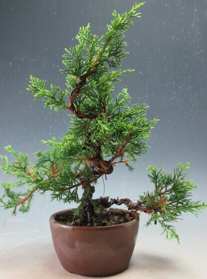 楽天市場】【送料無料】小盆栽 斑入り 糸魚川真柏（苗） : 片岡笑幸園