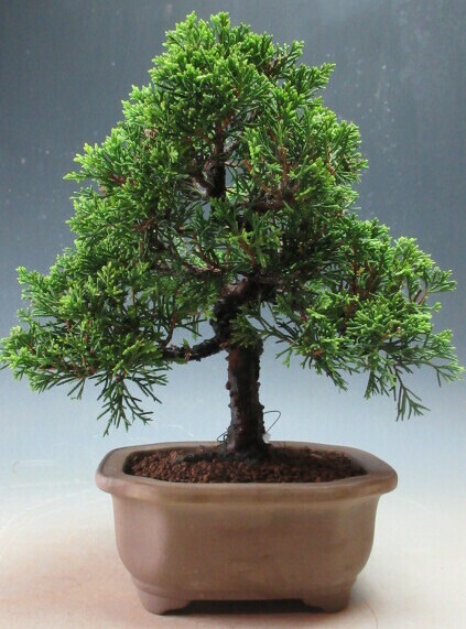 楽天市場】盆栽 真柏 樹齢5年 特撰 曲付 紀州 真柏 盆栽 Wプレゼント