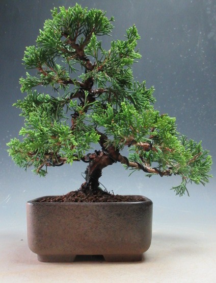 楽天市場】【送料無料】小盆栽 斑入り 糸魚川真柏（苗） : 片岡笑幸園