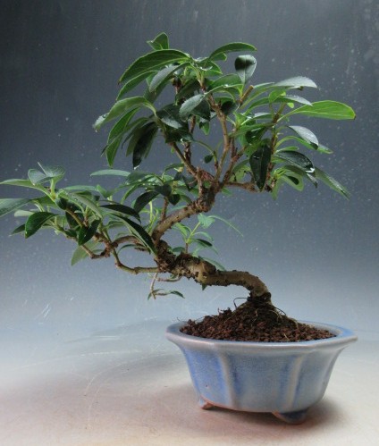 三河盆栽　ロッカクドウヤナギ　盆栽 三河盆栽 ロッカクドウヤナギ 盆栽 三河盆栽 ロッカクドウヤナギ 盆栽