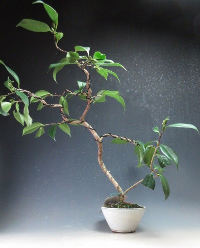 楽天市場】盆栽 花芽付き！白花椿（初嵐）鉢植え盆栽【現品】2025冬