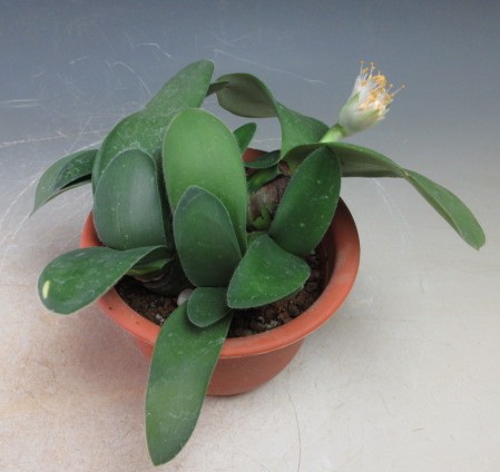 レオ様ご確認用です。極上芸、斑入りマユハケオモト レオ様ご確認用です。極上芸、斑入りマユハケオモト 観葉植物