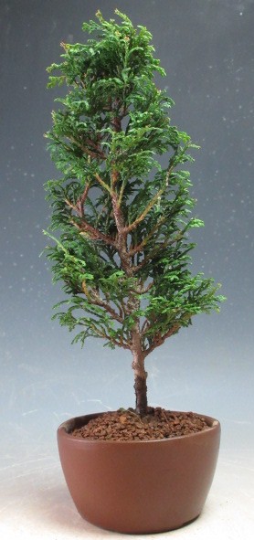 楽天市場】ミニ盆栽 エゾマツ（蝦夷松）（白芽八房）【北海道・沖縄