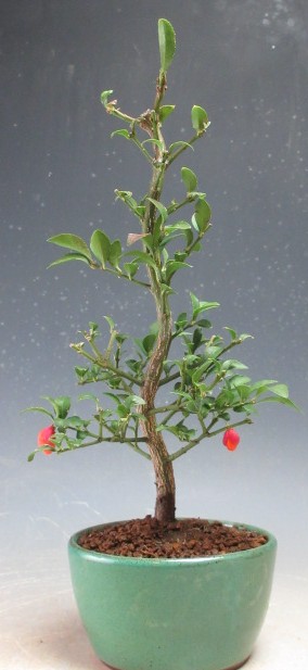 楽天市場】盆栽 特選：こまゆみ 現品*コマユミ Komayumi bonsai