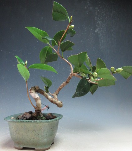 楽天市場】盆栽 花芽付き！白花椿（初嵐）鉢植え盆栽【現品】2025冬