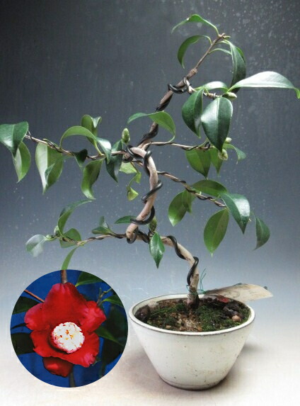 盆栽 『椿』 ヤブツバキ インテリア 観葉植物 ガーデニング 送料無料 b090 楽天市場】盆栽 椿 花芽付き！赤花ヤブ椿の鉢植え盆栽【現品】2026早春