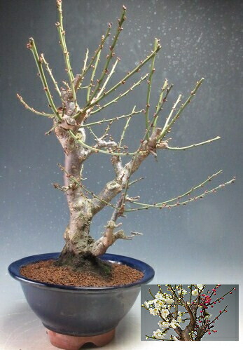 超希少　梅盆栽　無類絞り 超希少 梅盆栽 無類絞り 楽天市場】希少咲き分け無類絞梅盆栽盆栽 梅