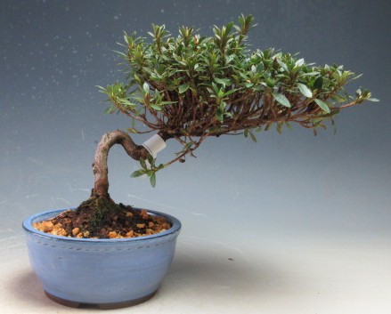 楽天市場】盆栽 花芽付！皐月（サツキ）（日の丸）【現品】2026春開花