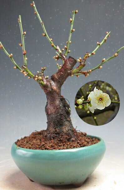 楽天市場】月影梅 【盆栽向け】梅プラ鉢5号2025年3月頃開花 : 園芸