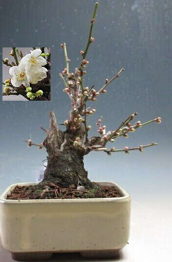 梅　盆栽　日光 imgrc0098819387.jpg