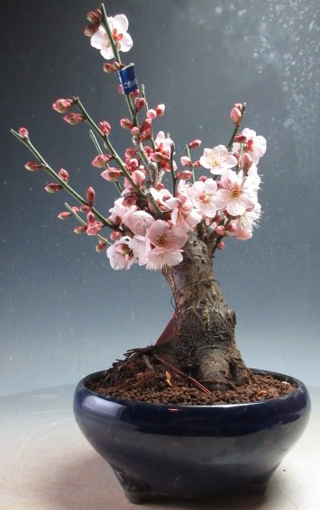 楽天市場】盆栽 花芽付き！梅 茶青梅（白花・一重咲き）【現品】2026