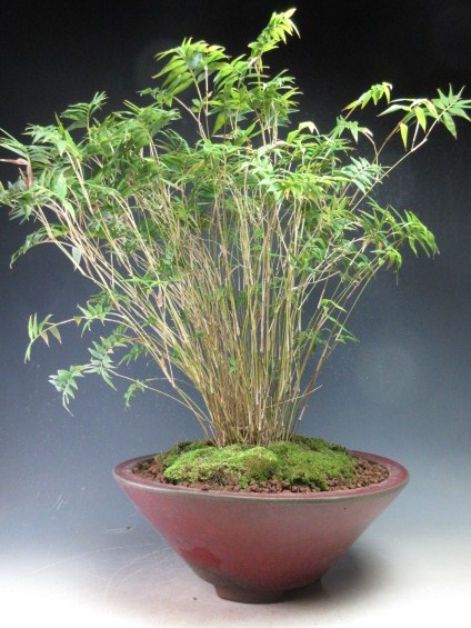 金明竹の鉢植え（特大）（赤鉢）【現品】【北海道・沖縄・離島発送不可】