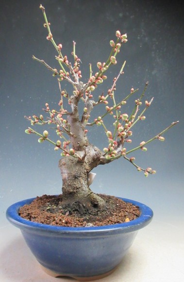 楽天市場】黄梅【ミニ盆栽】 黄梅 オウバイ2026年2月開花の黄梅 : 園芸