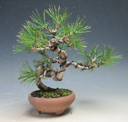 楽天市場】盆栽 ：米栂 *現品 一点物 こめつが コメツガ Kometsuga