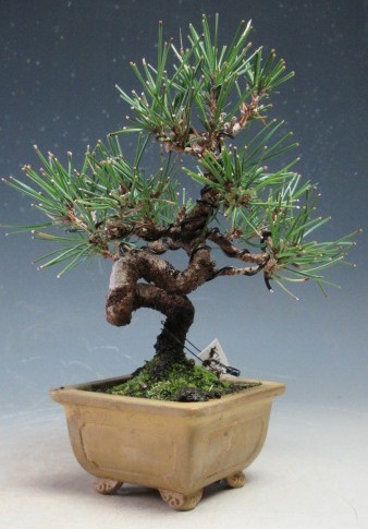 楽天市場】盆栽 ：米栂 *現品 一点物 こめつが コメツガ Kometsuga
