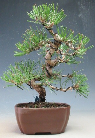 楽天市場】盆栽 松 黒松 ミニ盆栽 樹高 約9cm くろまつ Pinus