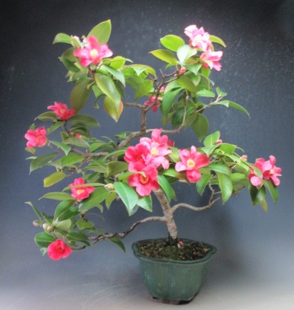 楽天市場】盆栽 花芽付き！白花椿（初嵐）鉢植え盆栽【現品】2025冬