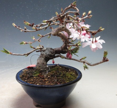 盆栽 桜 十月桜 【現品】\u003cBR\u003e
