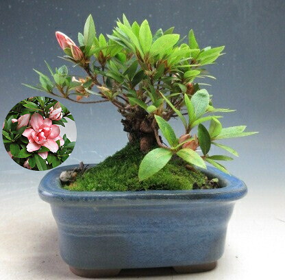 盆栽　皐月（さつき/サツキ）蛍（トキ色・八重咲き）【現品】｜山野草と盆栽の専門店ヴェールモア
