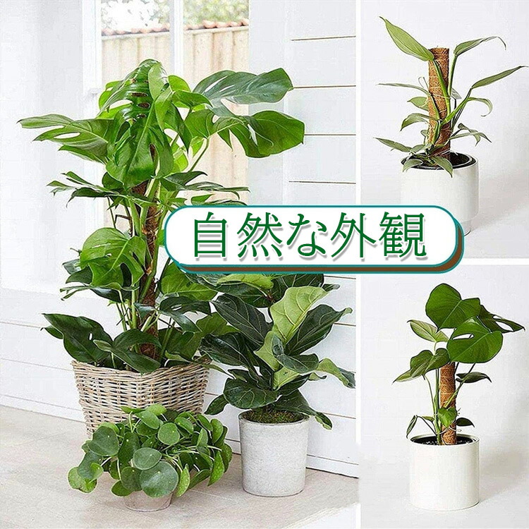 【楽天市場】【 】2個セット 園芸 支柱 40cm おしゃれ 植物支柱 ガーデン 蔓 花ささえ 連結 延長 木製 ココナッツ 支え