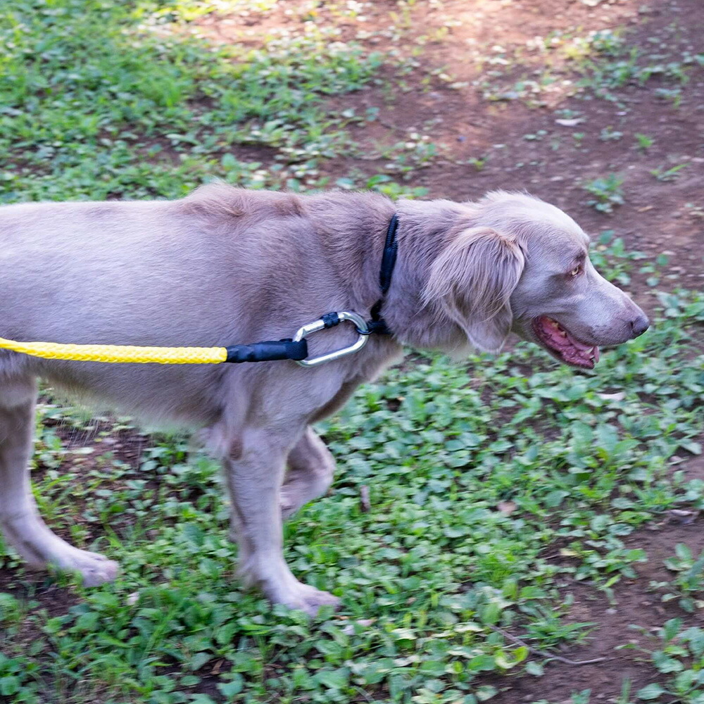 gris WINCH LEASH SHOCK YELLOW 130cm/グリ 楽天市場】グリ gris WINCH LEASH SHOCK YELLOW 130cm