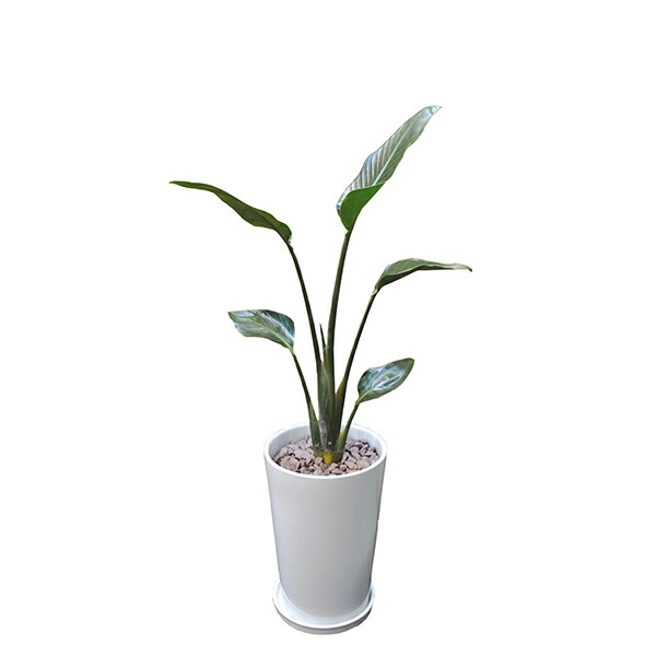 観葉植物 オーガスタ 80cm 陶器L 大型 室内用 本物 おしゃれ 鉢 インテリア プランツ 開業祝い 新築祝い ギフト 春 新生活 インタープランツネット 送料無料 InterPlantsnet 大きい 贈り物 お祝い 引越 業務用 法人 人気 プ｜viewgarden ビューガーデン